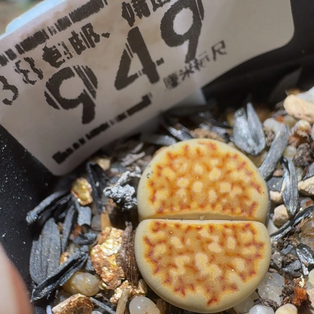 Ssss精品生石花949