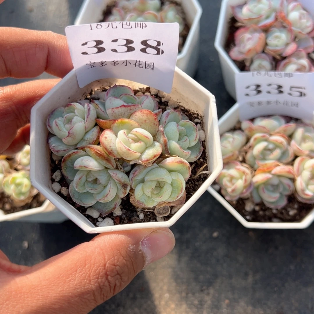 暗***冻338号胖虎珍妮群一物一拍