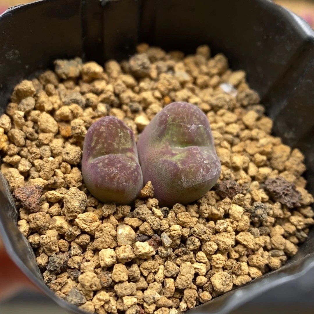 多肉植物肉锥杂交K-5045