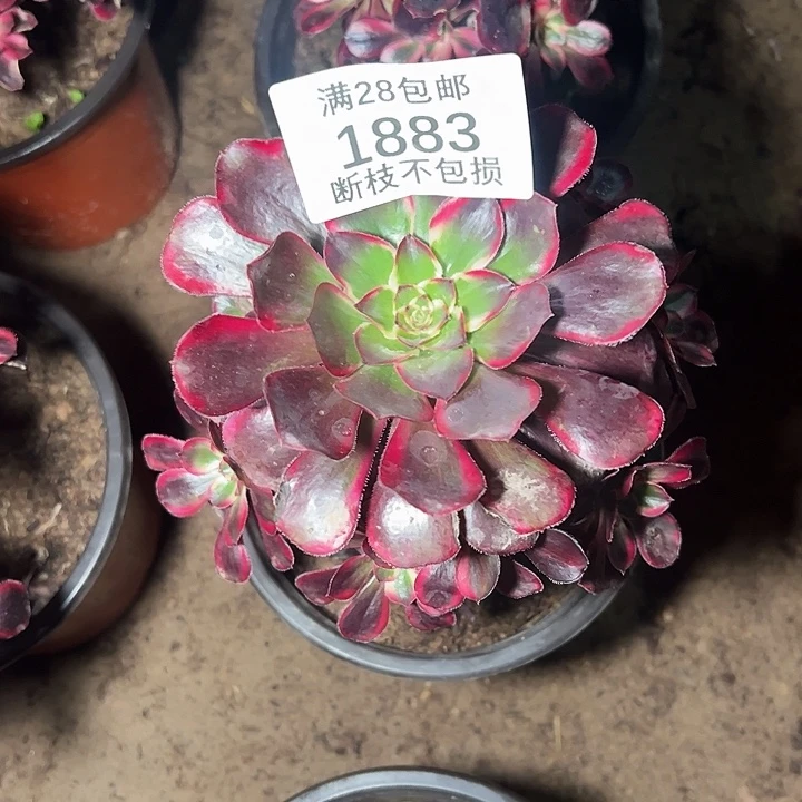 我***酸1883丽娜多肉植物