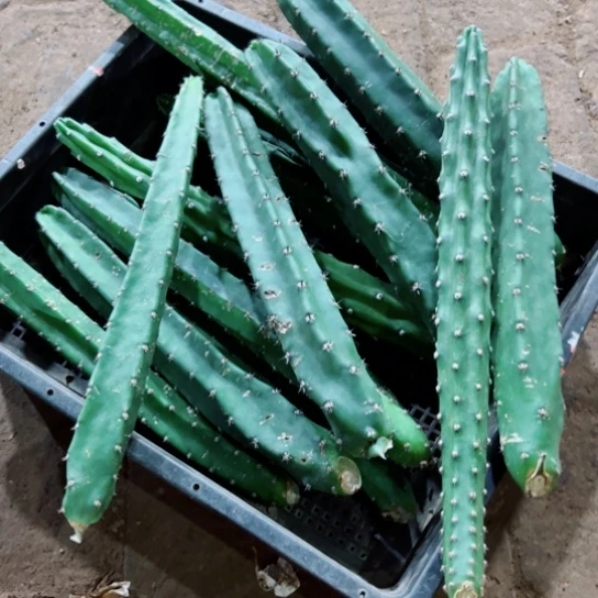 下44秀普歪伤无根侧芽25公分左右20包邮