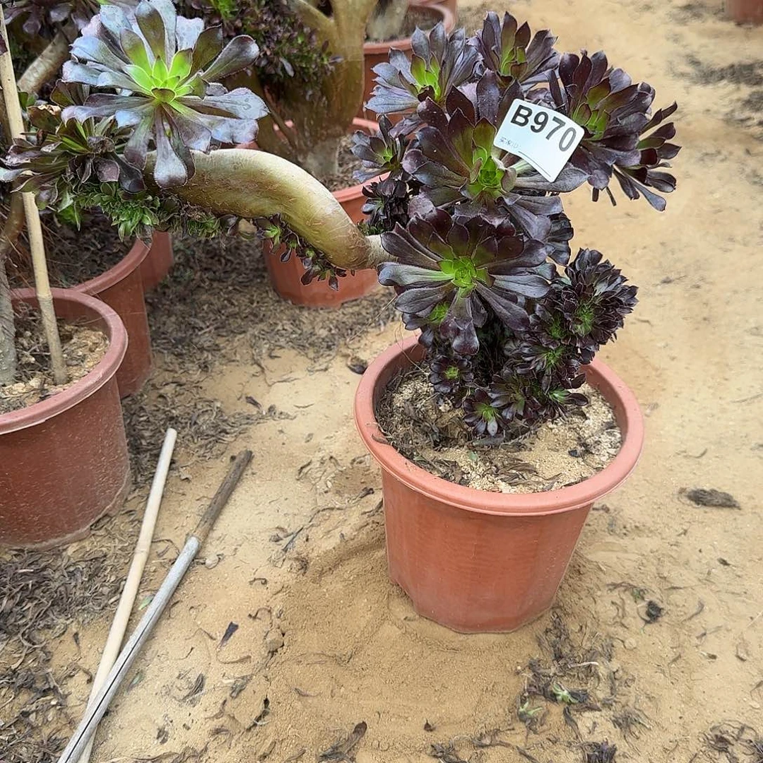 970黑法师朵朵有伤一颗