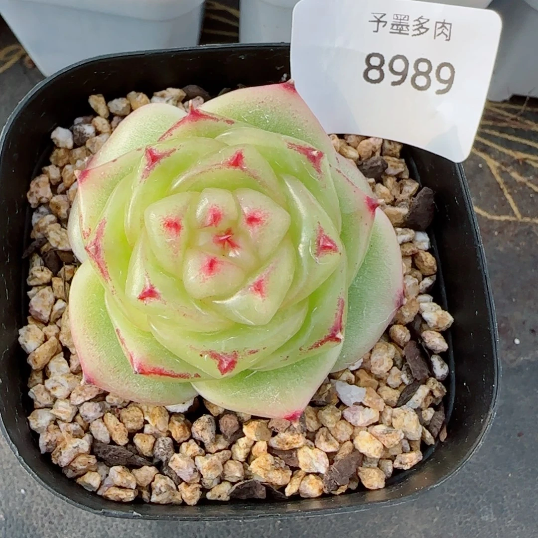 宝拉珍妮，8989多肉植物