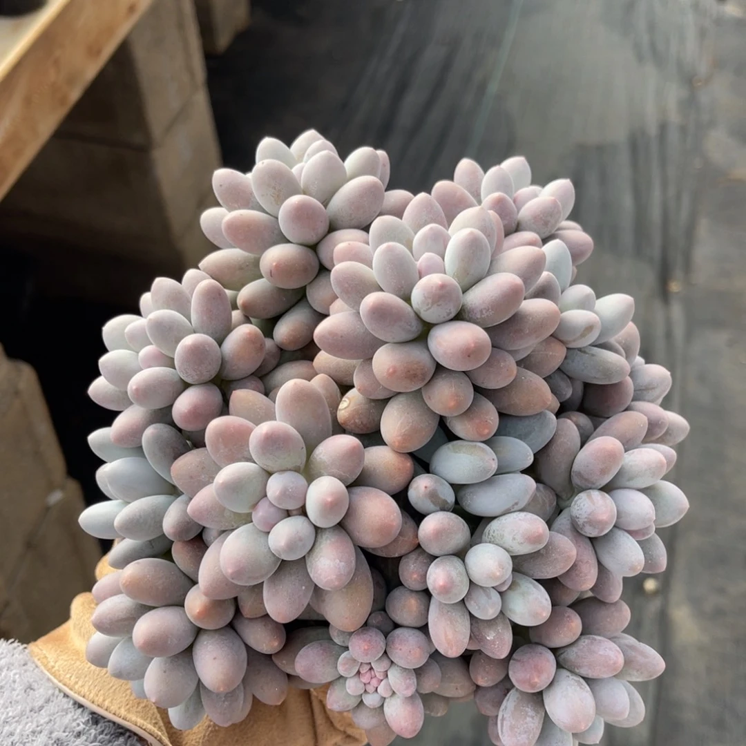 大叶汤圆一物一拍