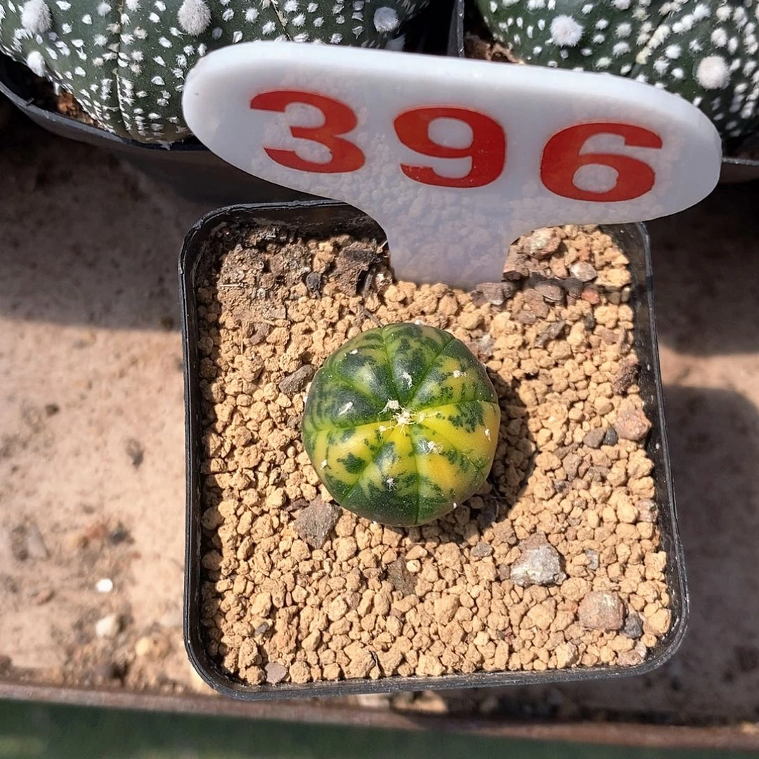 肉***多396兜锦系列福利来