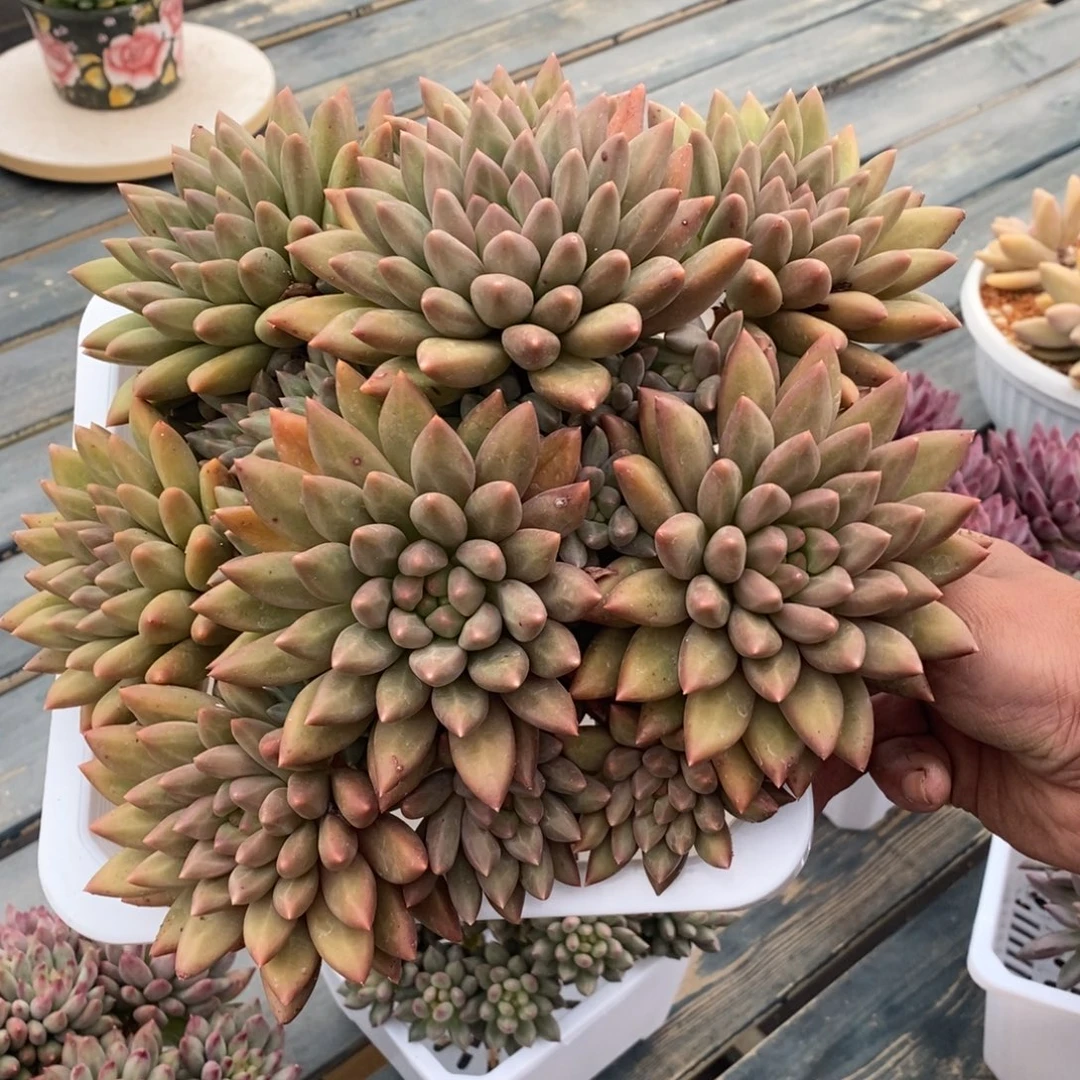 综合链接黄体红蜻蜓