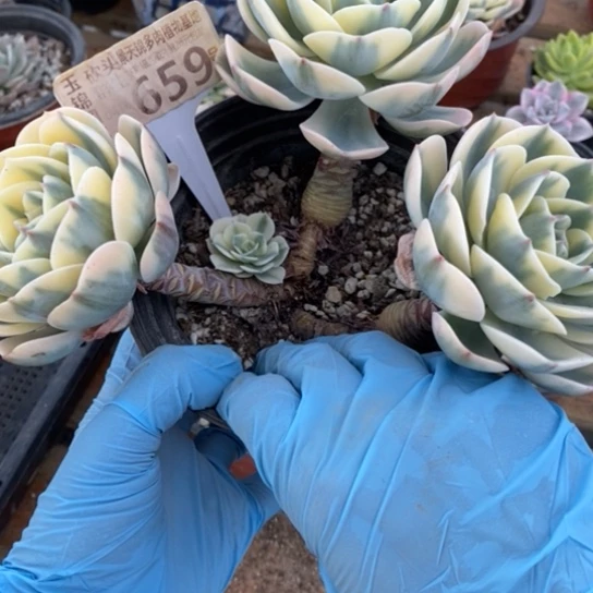 659一一一一一一一一一