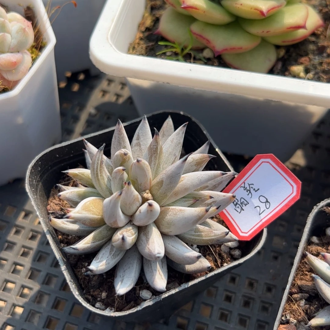 多肉植物多肉植物