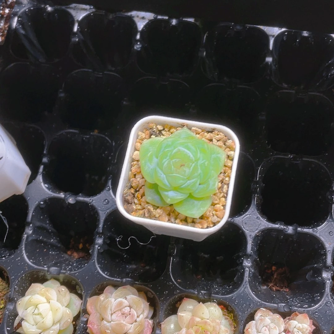 长***泼天状态中苗盆一个满25包邮