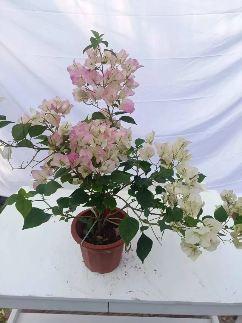绿樱三角梅盆栽阳台庭院花卉四季开花绿植老桩植物