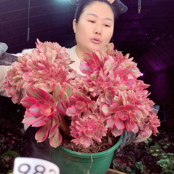 柒柒精品多肉脱土发货不包断侧枝不包售后983