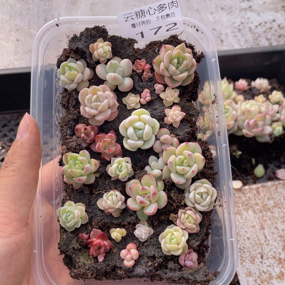 云糖心多肉植物172