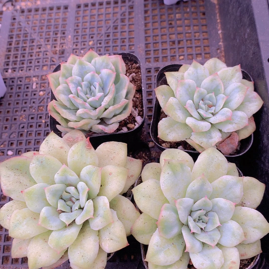 泡泡纱裙234567789999