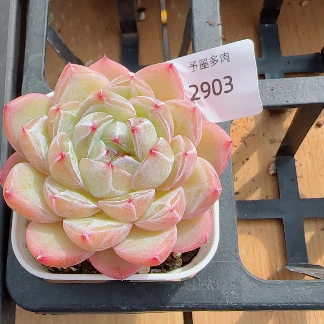 下播福利，2903多肉植物