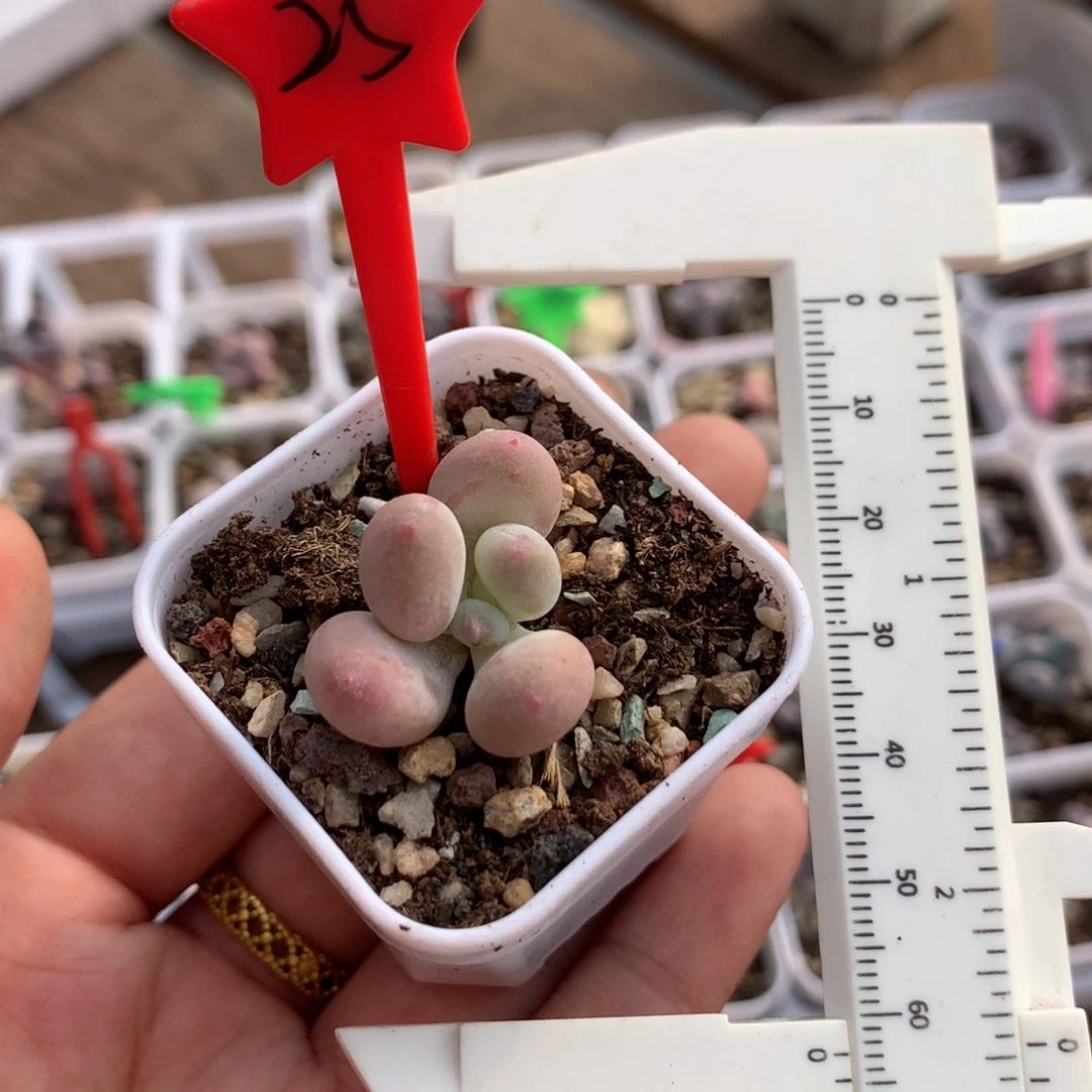 小泡芙福利奶酪多肉