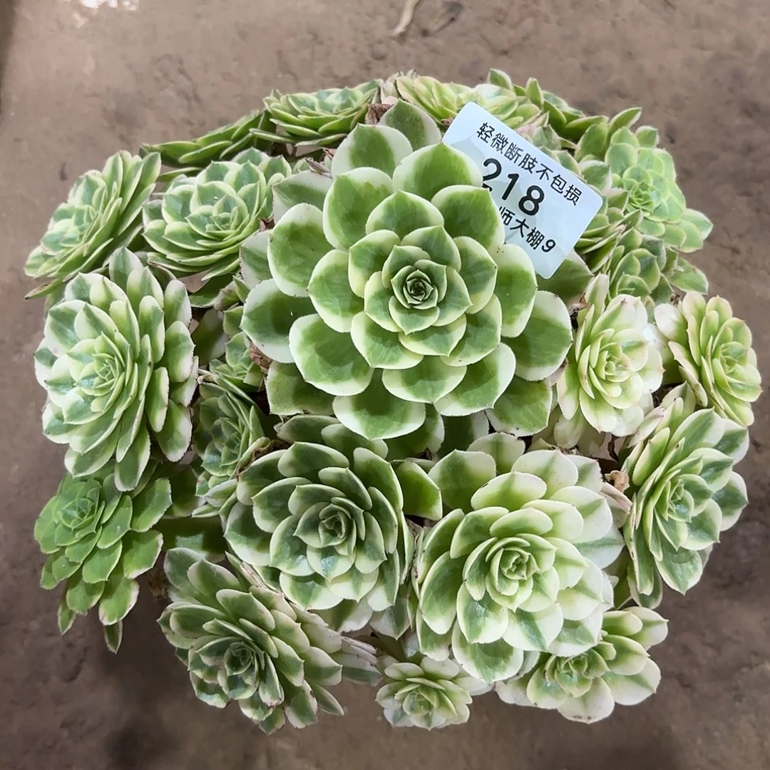 218海王多肉植物法师