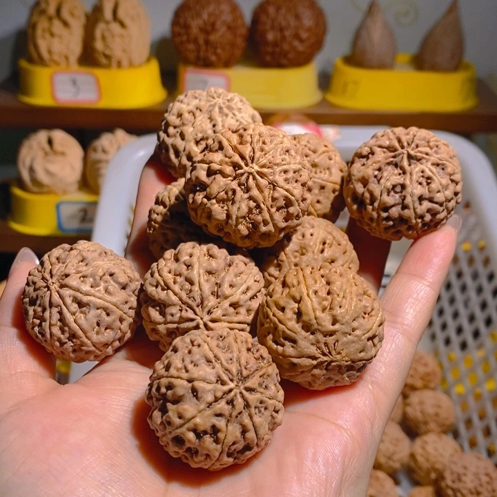 野生多瓣大金刚大金刚