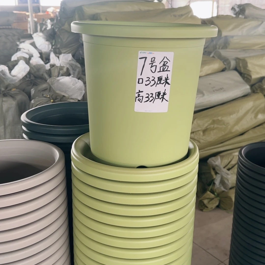塑料四季7号果绿3个无托