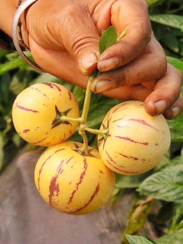 当季云南石林人参果新鲜水果人生果果树上熟黄肉圆果清甜多汁1