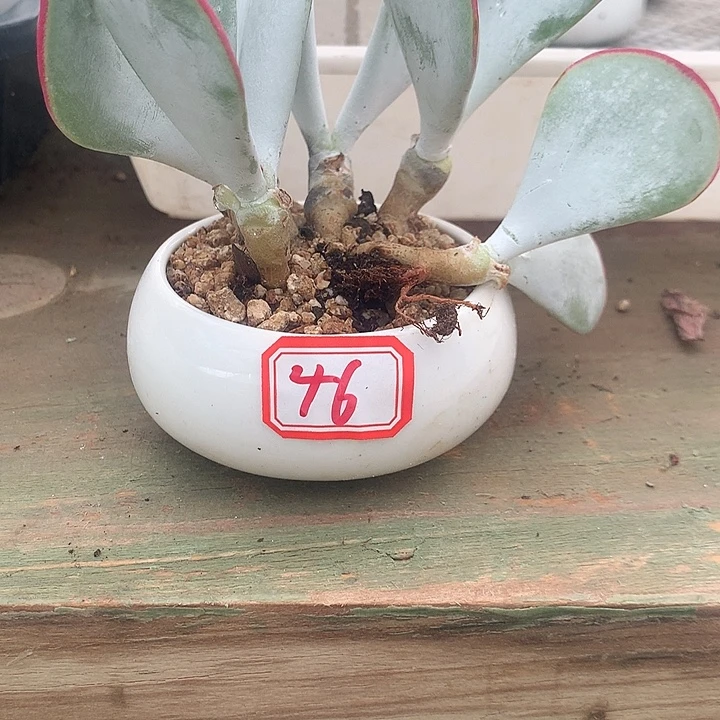 ****人白眉多肉一物一拍46