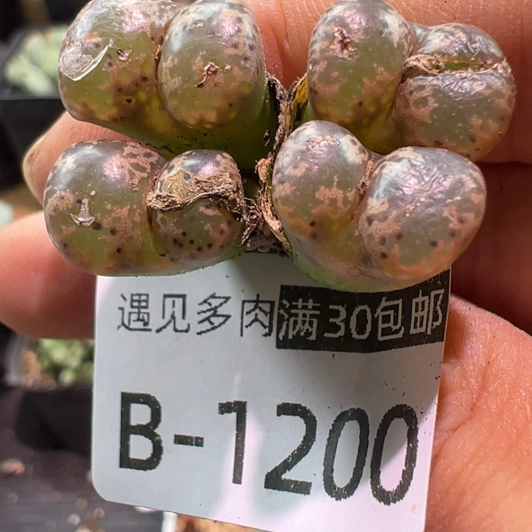 多肉植物1111111111111