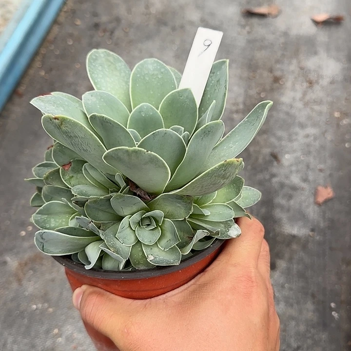 山地玫瑰一物一拍，脱土发，9号，不包断侧芽