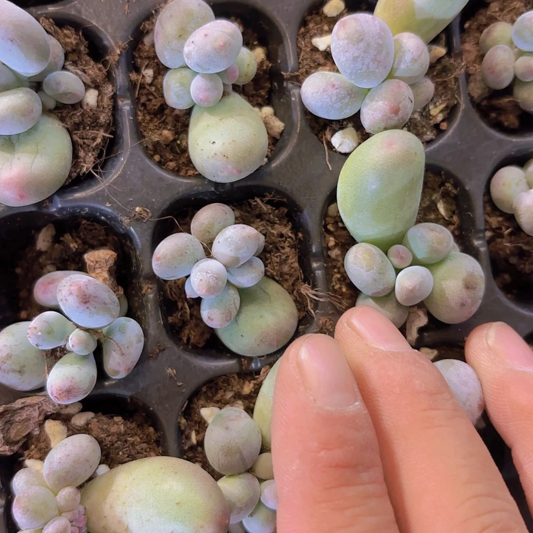 Mike奶双头一颗量拍