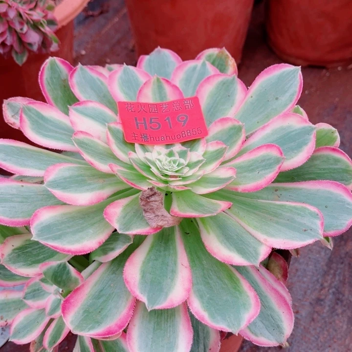 519啊啊啊啊啊啊啊啊