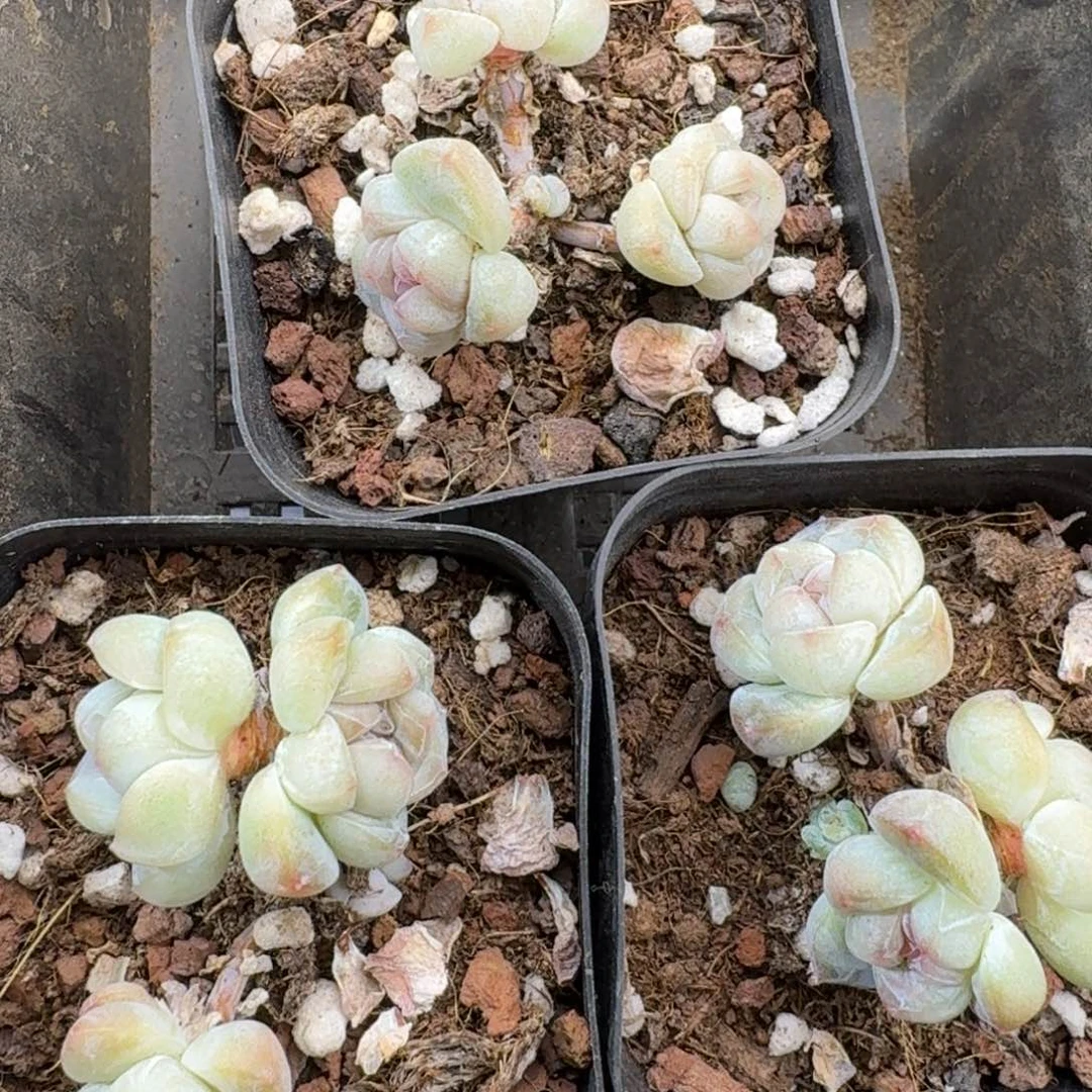 20 号到手1框江北多肉