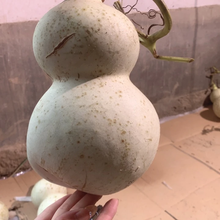 呱***唧中号现货供应充足