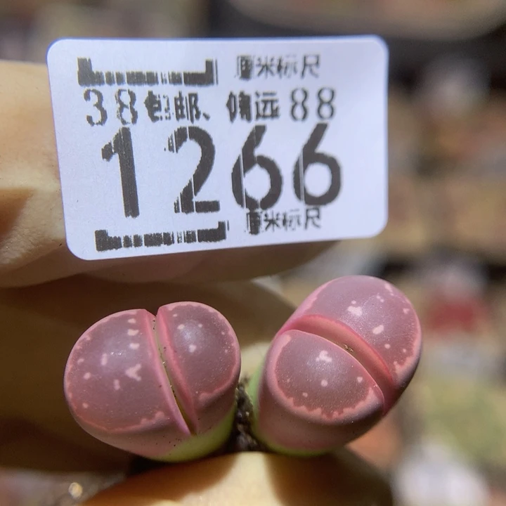 Sss生石花多肉1266