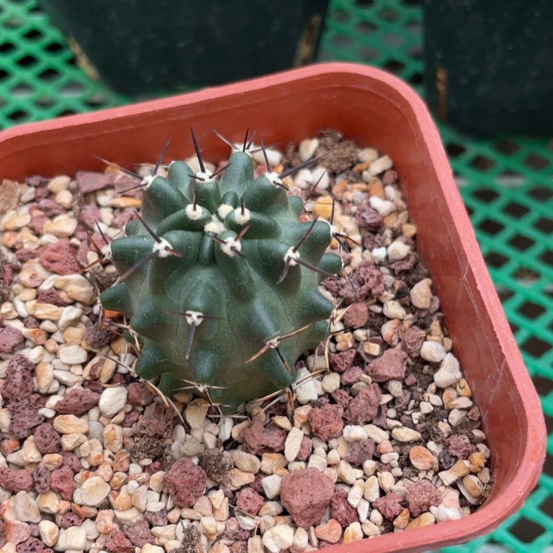 鹿角柱实生仙人球宽氏卫美玉