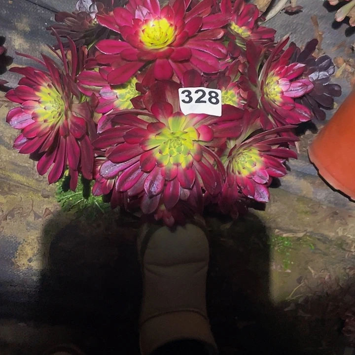 多肉法师328号美亚发货不包损