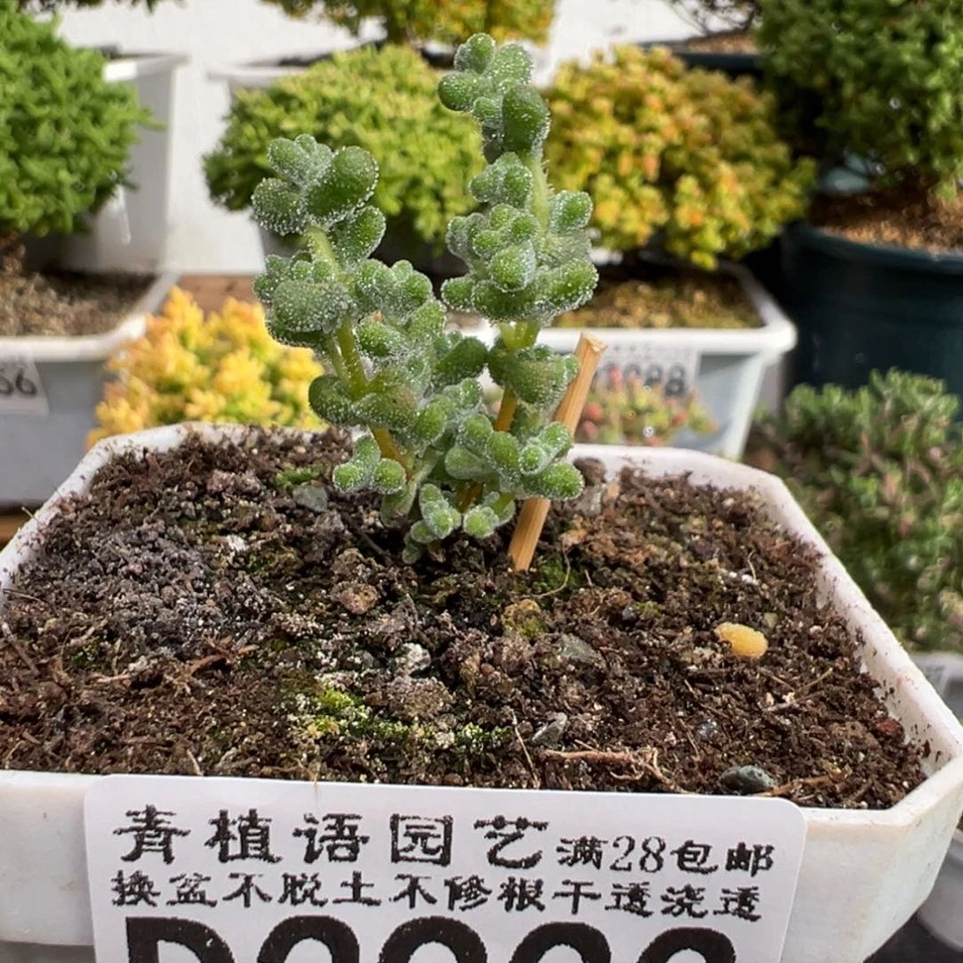 D3933超级莱斯枝干