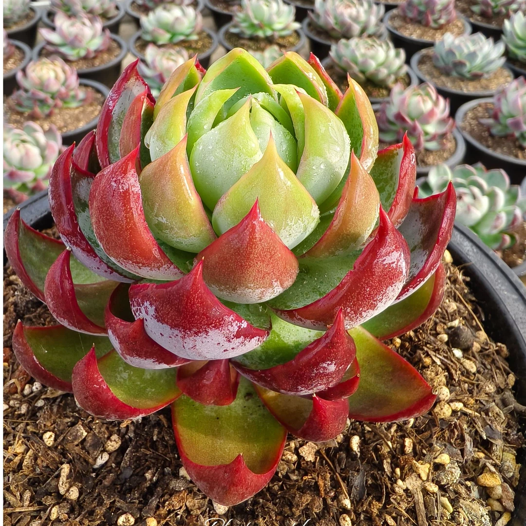 惊鸿仙子  80mm-180mm  景天科花卉  多肉绿植盆栽