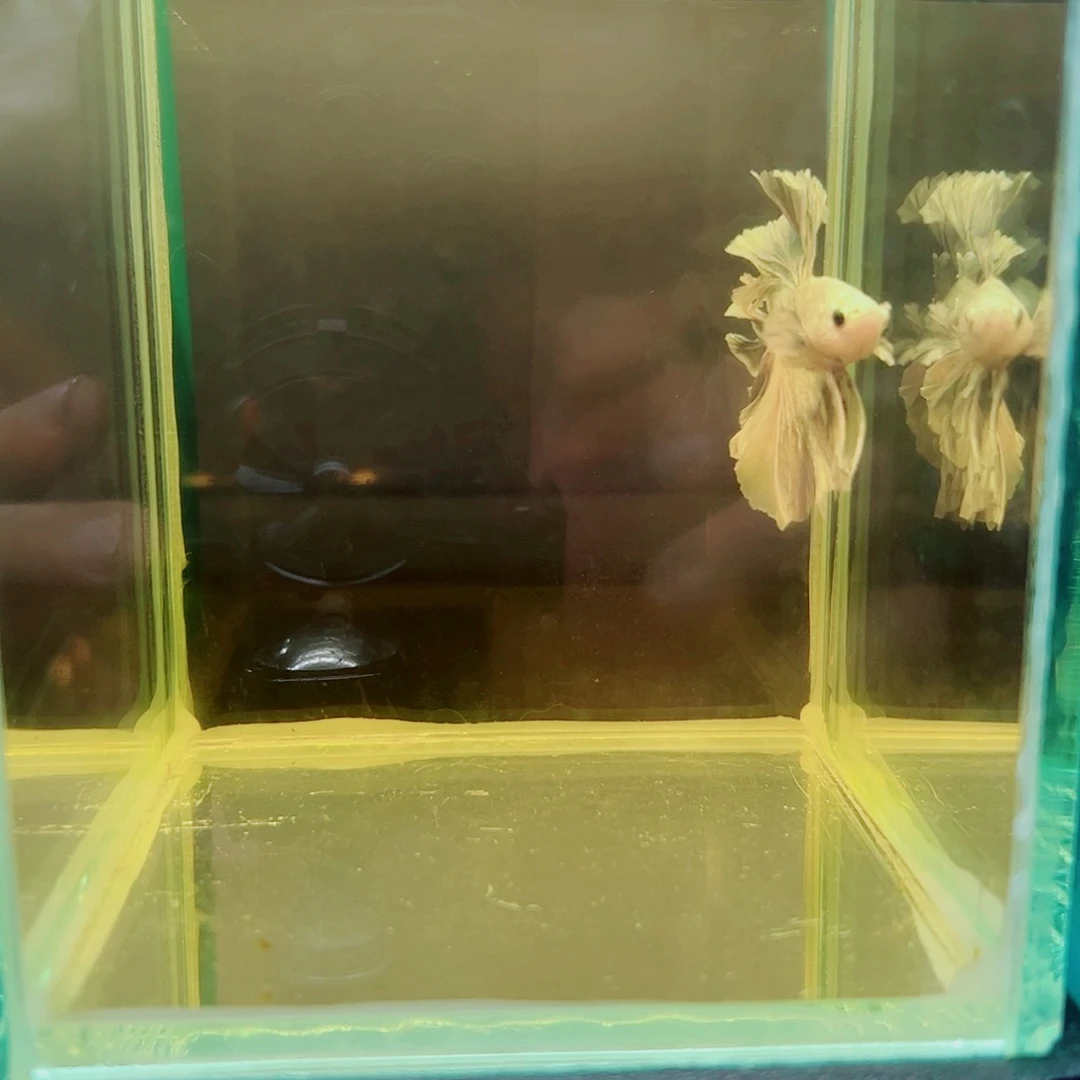 s***.斗鱼赤道斗鱼水族馆