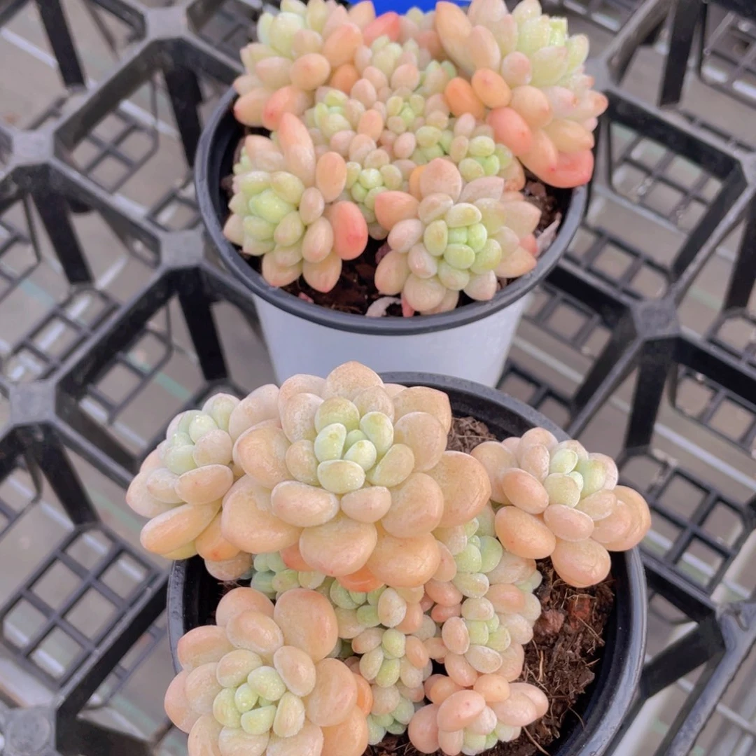 1023号 多头老桩洛可可大群一个