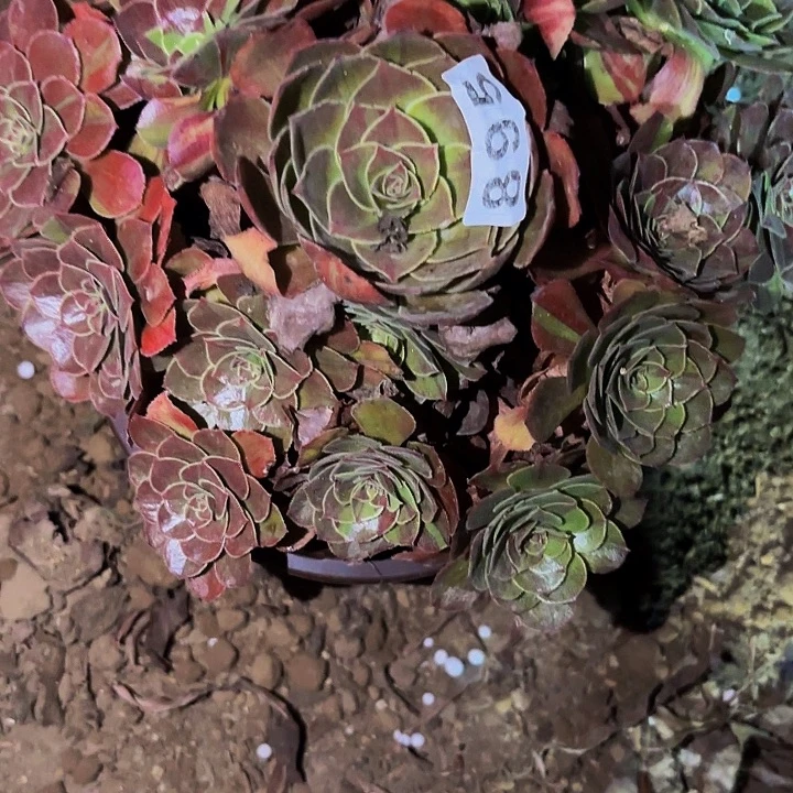 895花月夜多肉植物