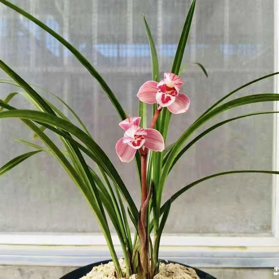 【盛世红荷】莲瓣兰名品 老种2苗 花开浓香 好养易活 对版