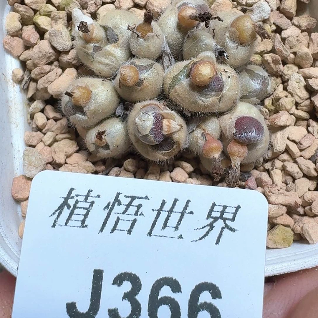 366号多肉植物哇fv