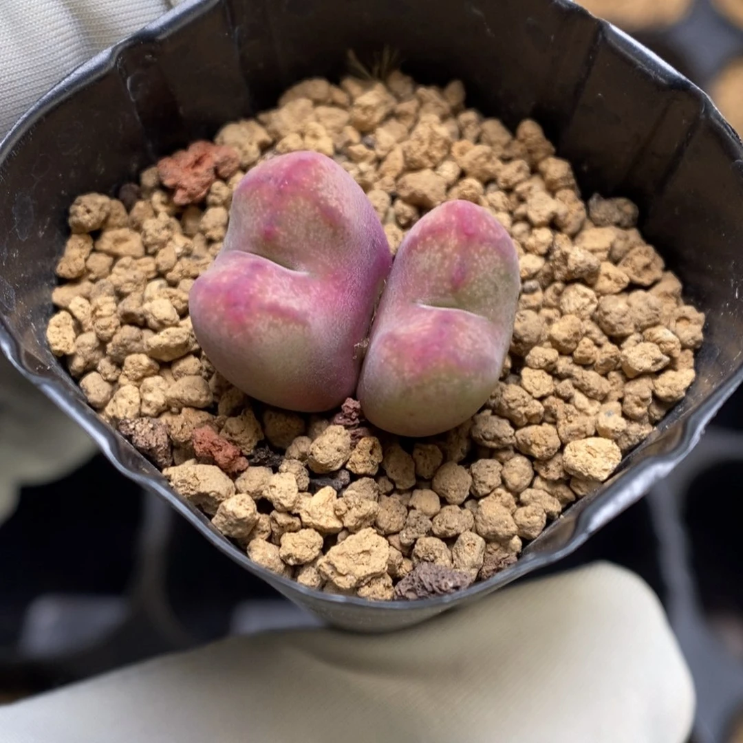 多肉植物肉锥杂交K-3708
