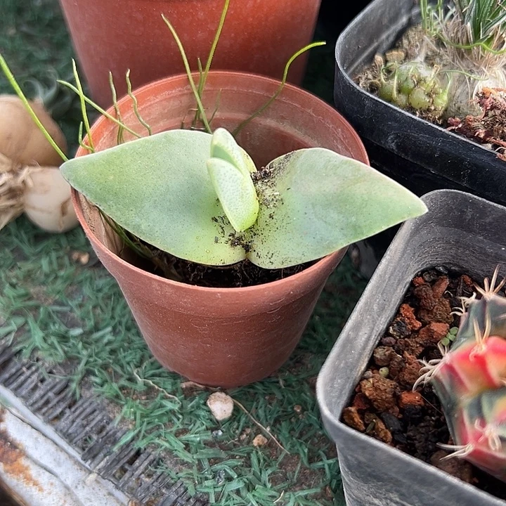 ʚ***ɞ翔凤，一物一拍，，。