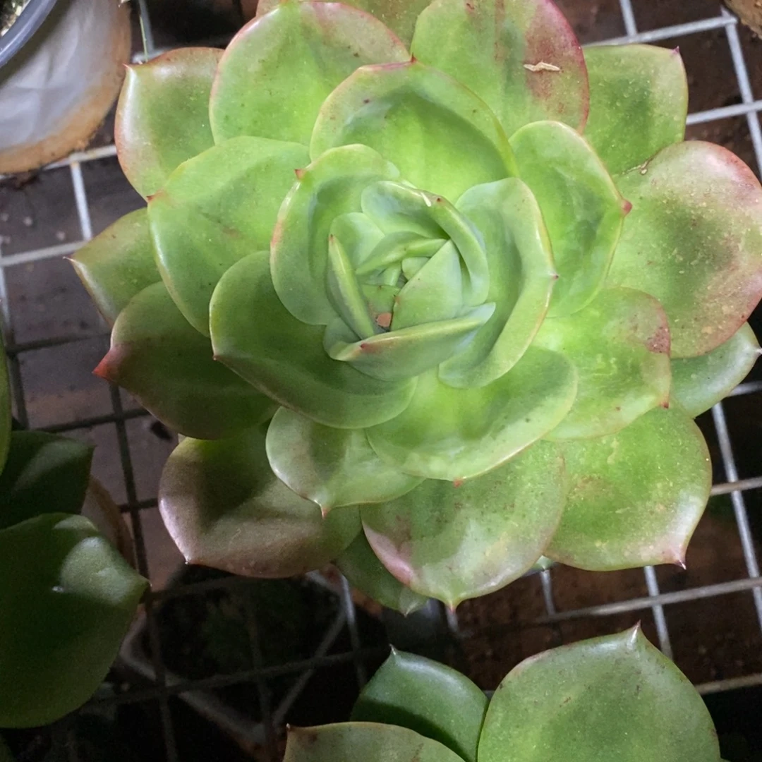x050-多肉植物 狮子王