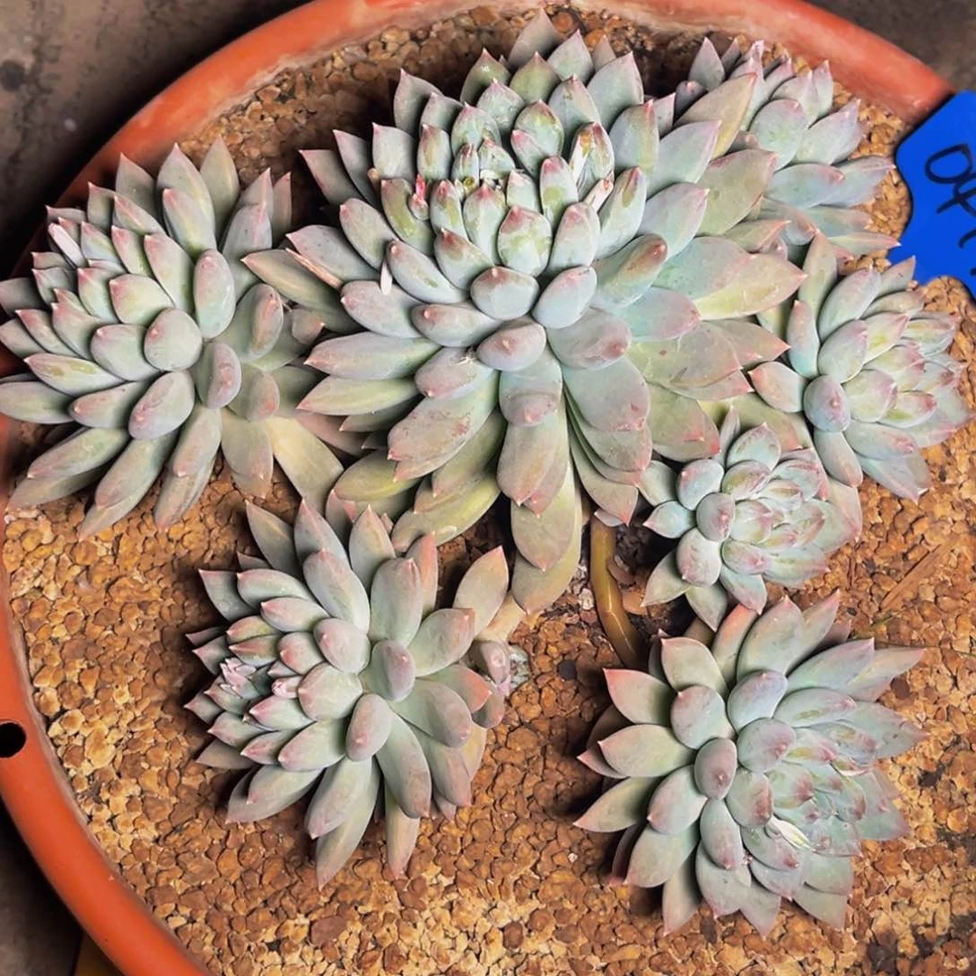 0419号晚上多肉植物群生多肉