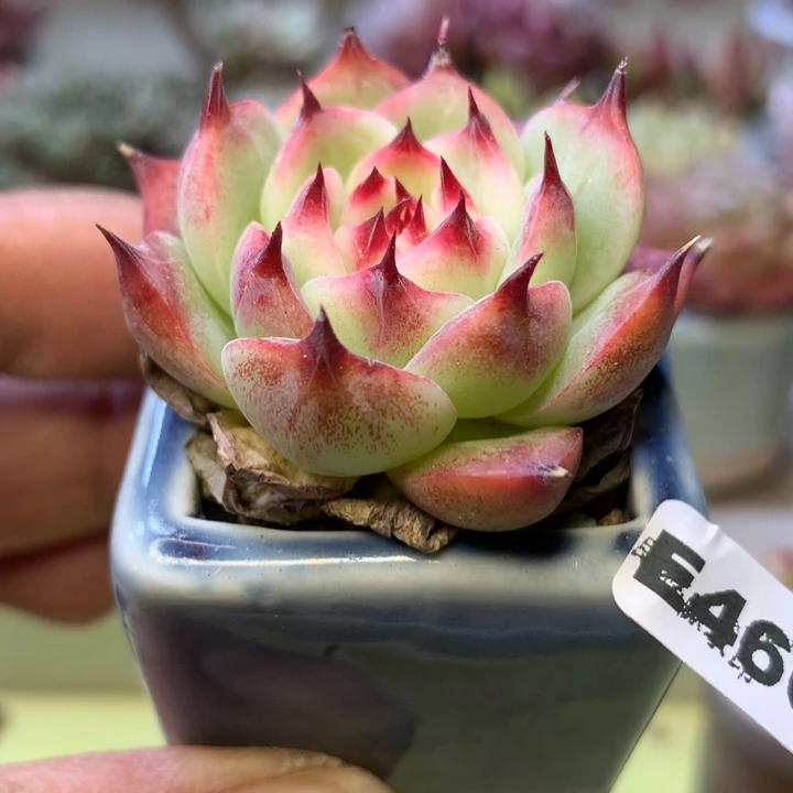 E466一物一拍带盆发