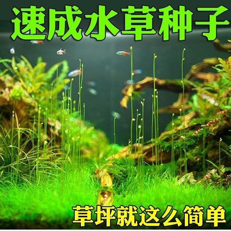 水草种子新手速成水族鱼缸造景草缸大对叶牛毛草小对叶水草缸种子