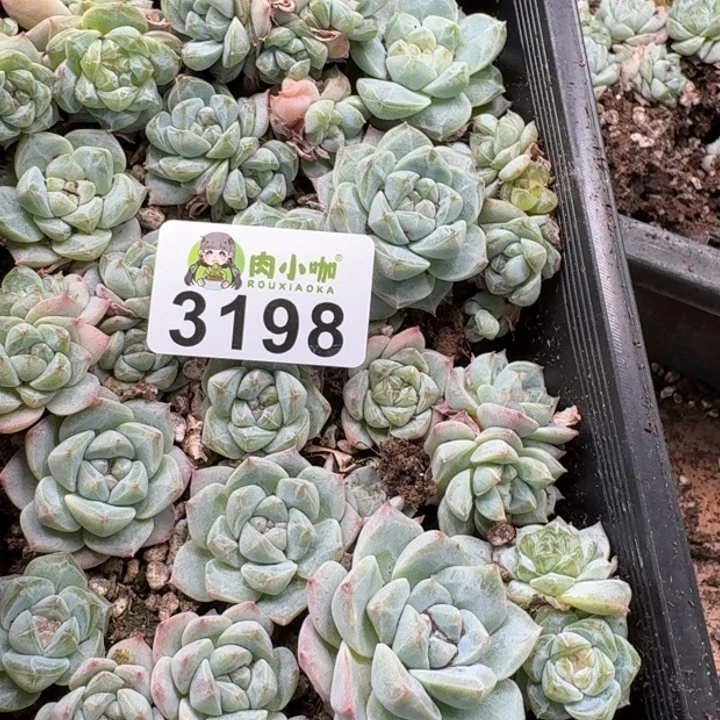 顺***好无花朵多肉植物多肉植物