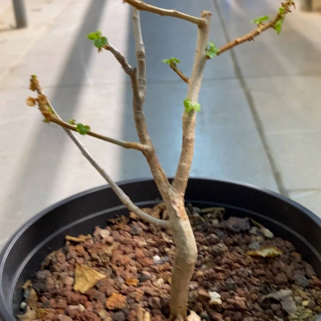 怀特没药实生带盆