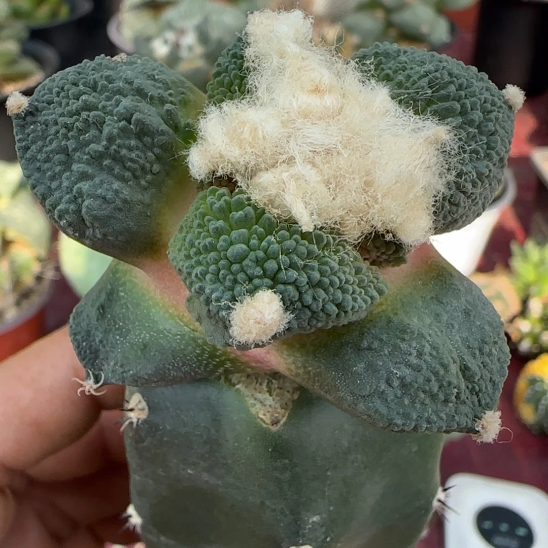 无花朵自育哥怒244