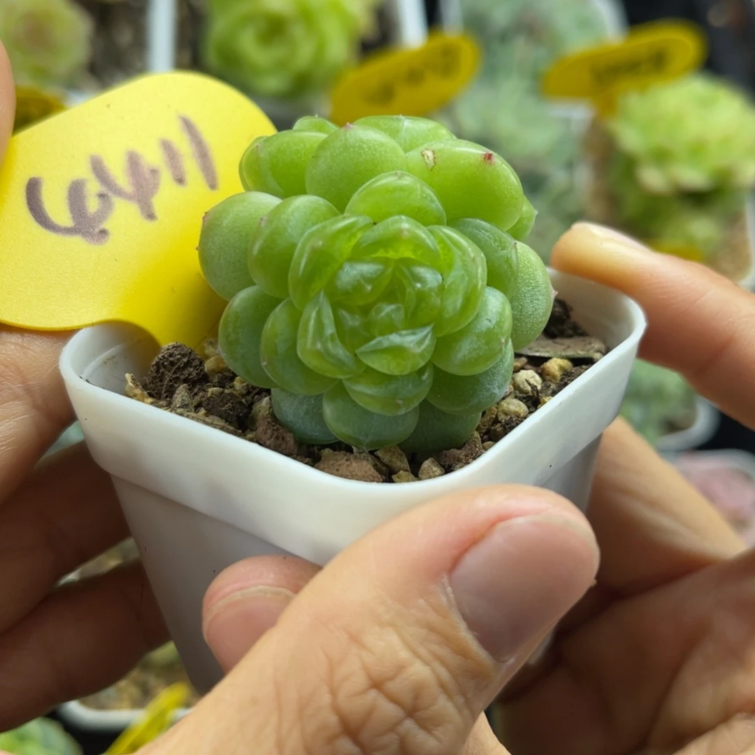 玲珑珍妮叠叶双头4411